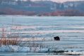 112_Biebrza - marzec 2013